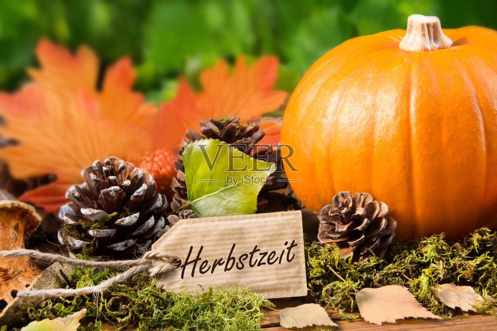 装饰秋季北海道南瓜照片摄影图片