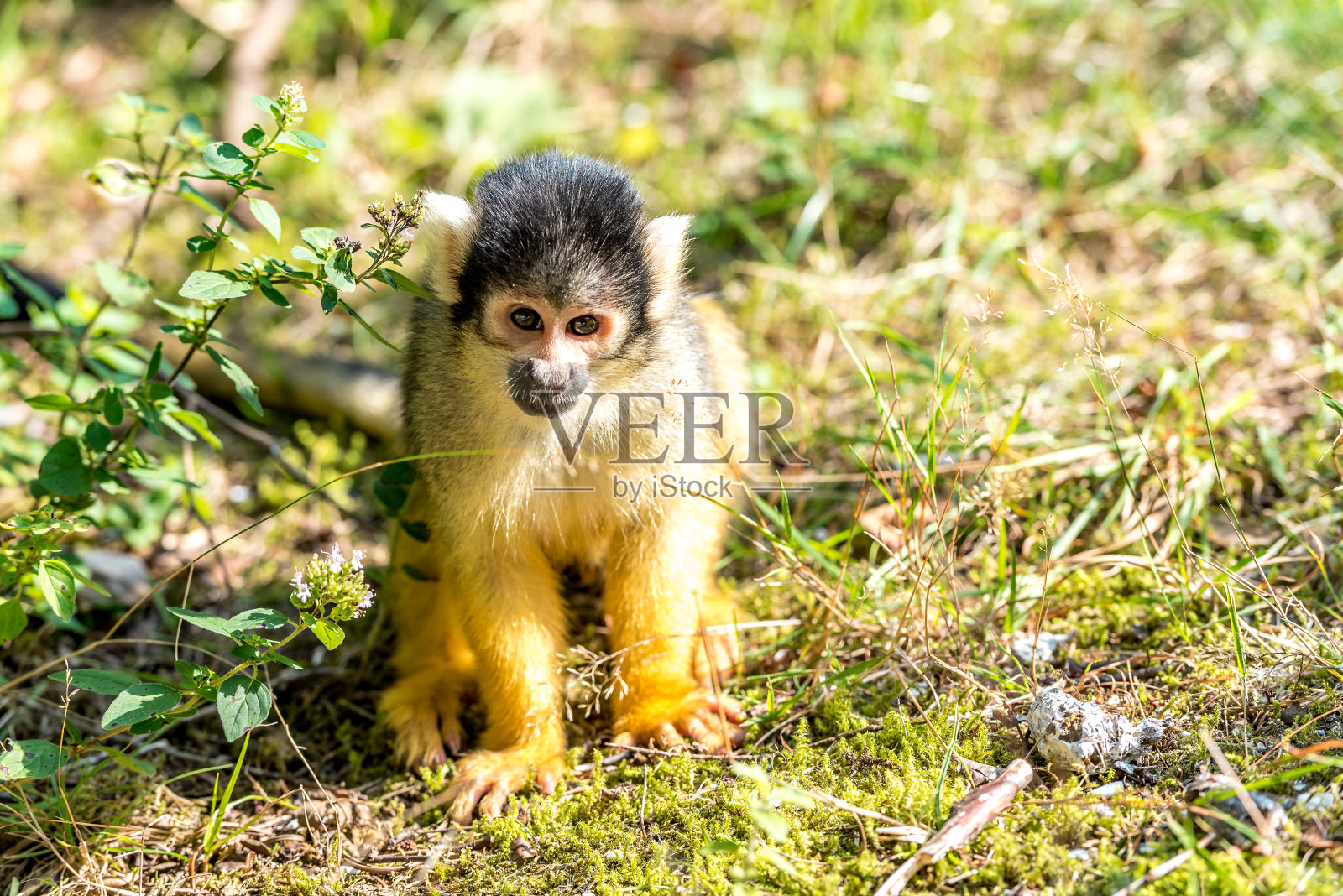 小骷髅猴坐在地上照片摄影图片