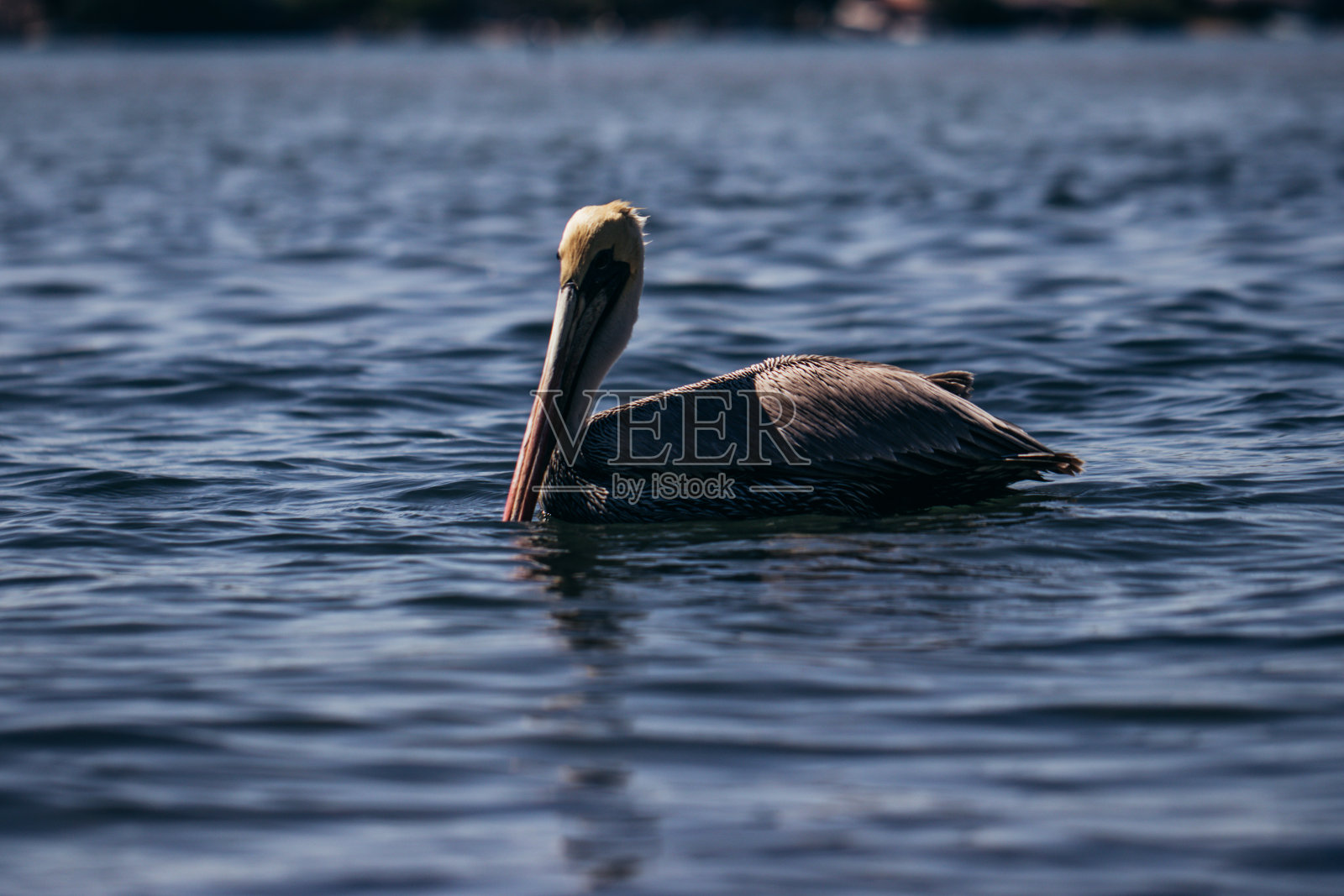 在墨西哥的瓦哈卡，一些鹈鹕游泳或飞过一个湖照片摄影图片