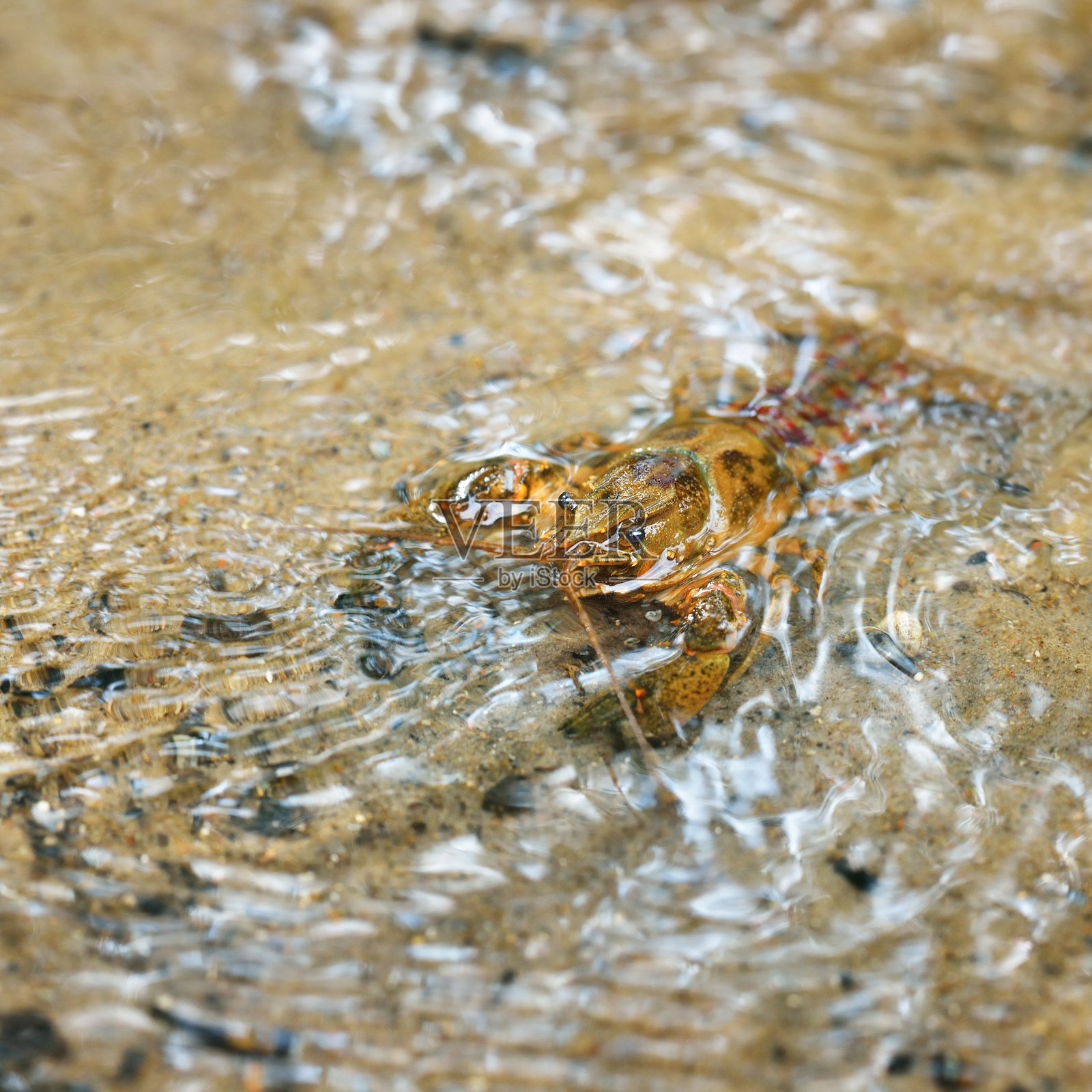 入侵欧洲拉脱维亚一条森林河流的美洲多刺颊小龙虾照片摄影图片