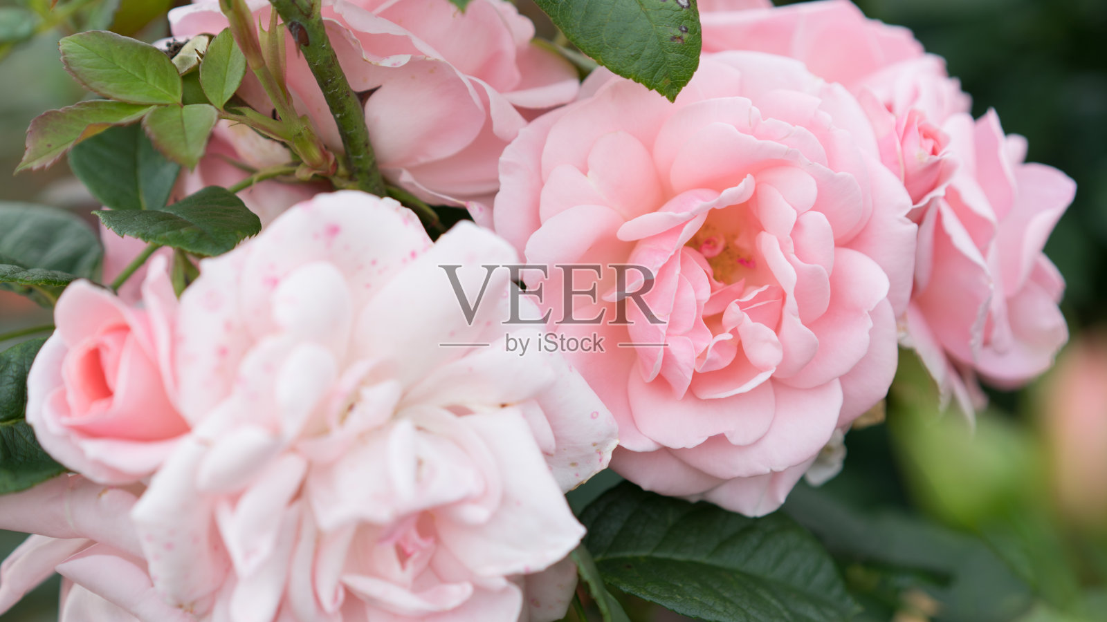 玫瑰花朵。盛开的玫瑰在绿色的叶子背景照片摄影图片