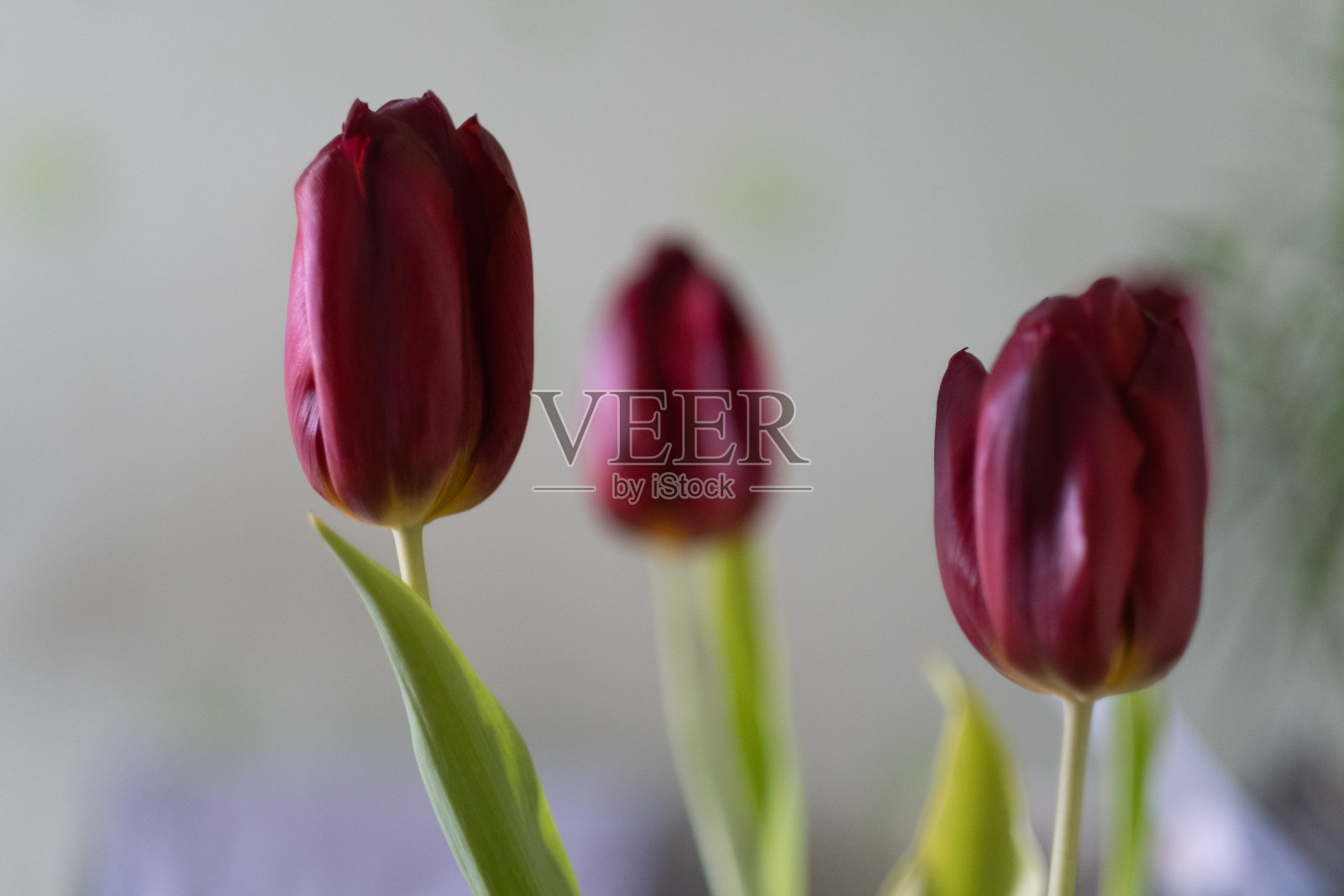 郁金香照片摄影图片