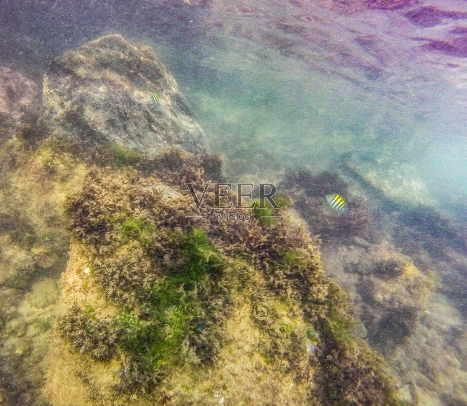 在波多黎各圣胡安的埃尔埃斯坎布伦海滩，水下暗礁浮潜照片摄影图片