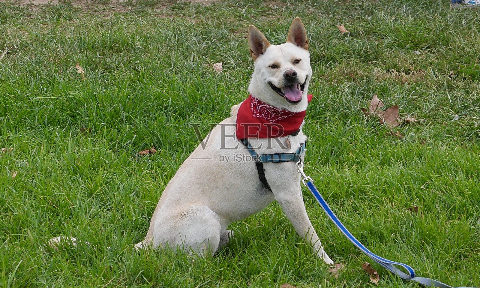 狗在公园的敏捷性照片摄影图片