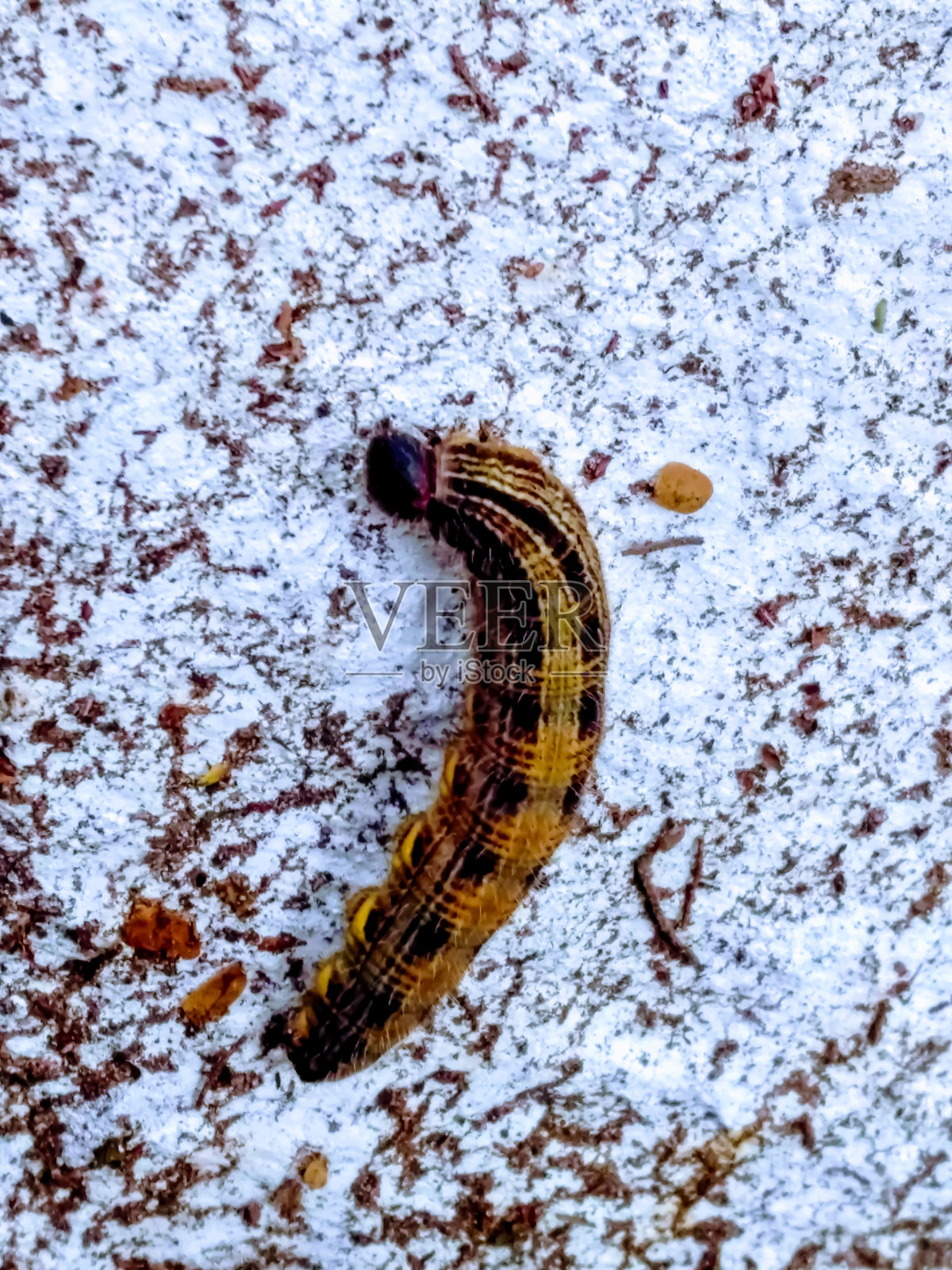 免费的毛毛虫照片摄影图片