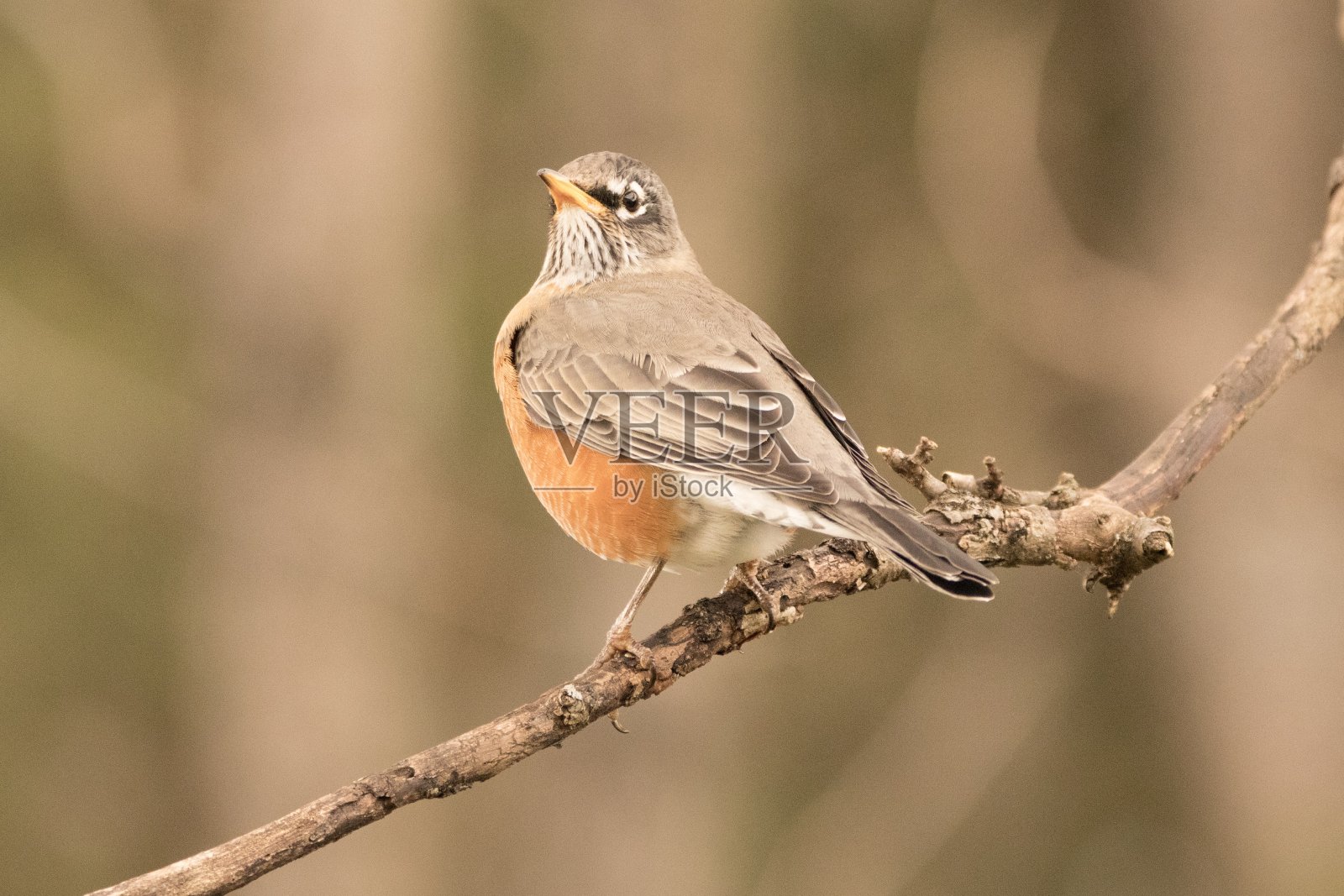 美国罗宾照片摄影图片