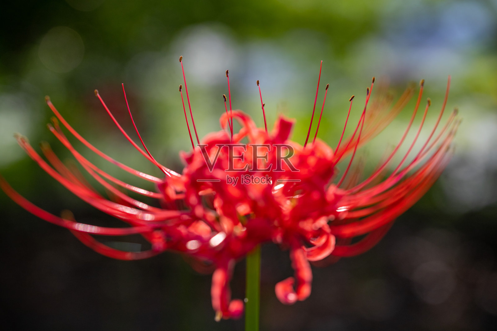 秋园草，村上春树绿色公园，千叶县八代市，日本照片摄影图片