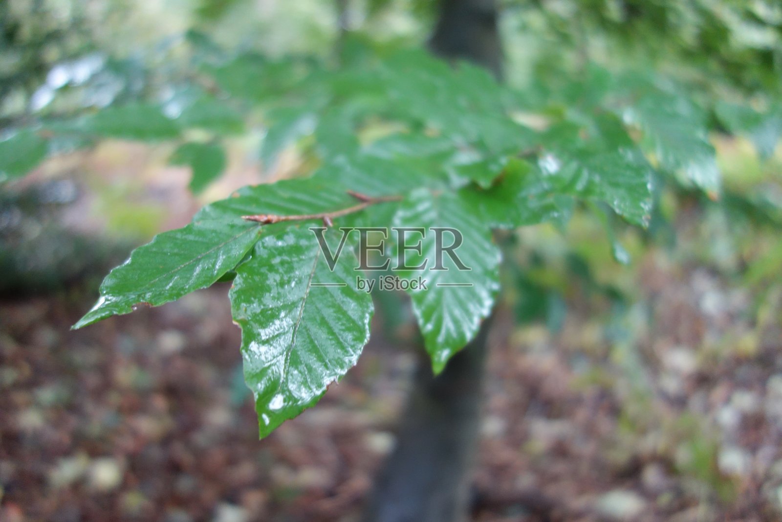 雨打树叶照片摄影图片
