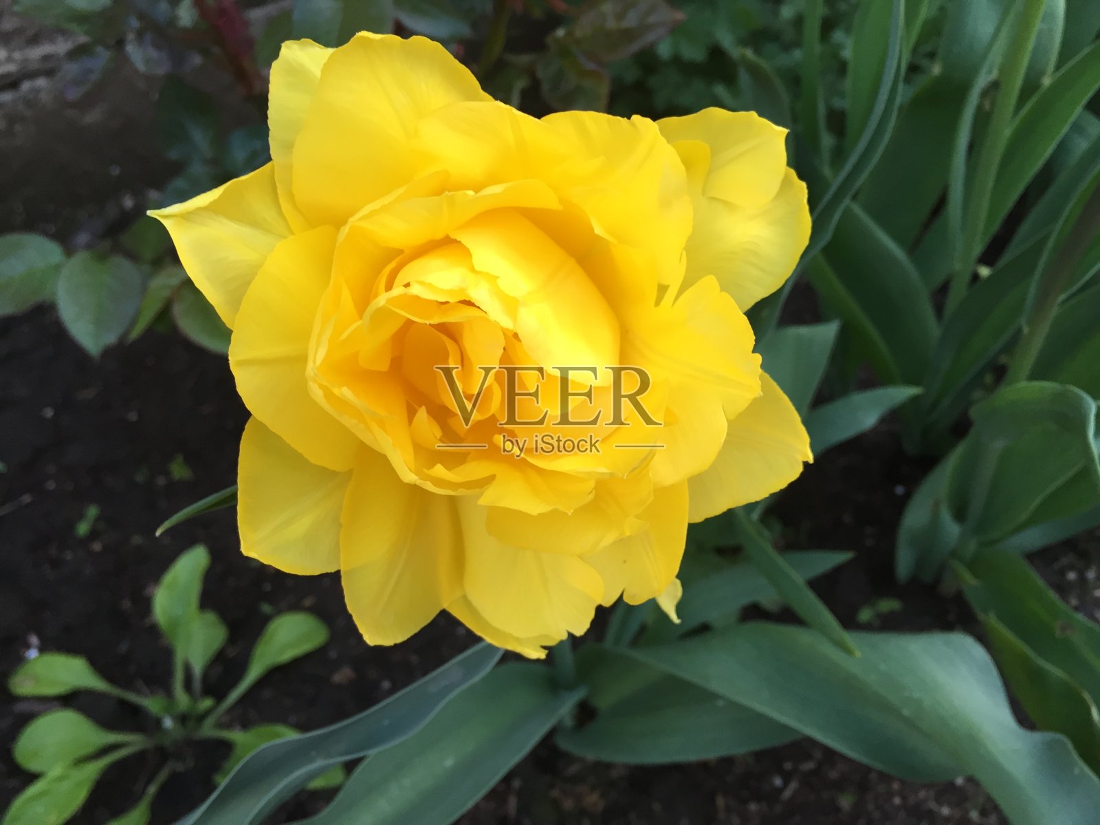 黄色郁金香照片摄影图片