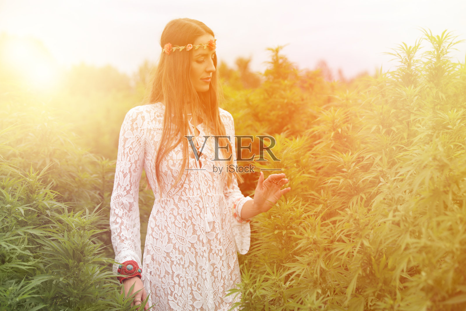 年轻的波西米亚女子在田里检查大麻照片摄影图片