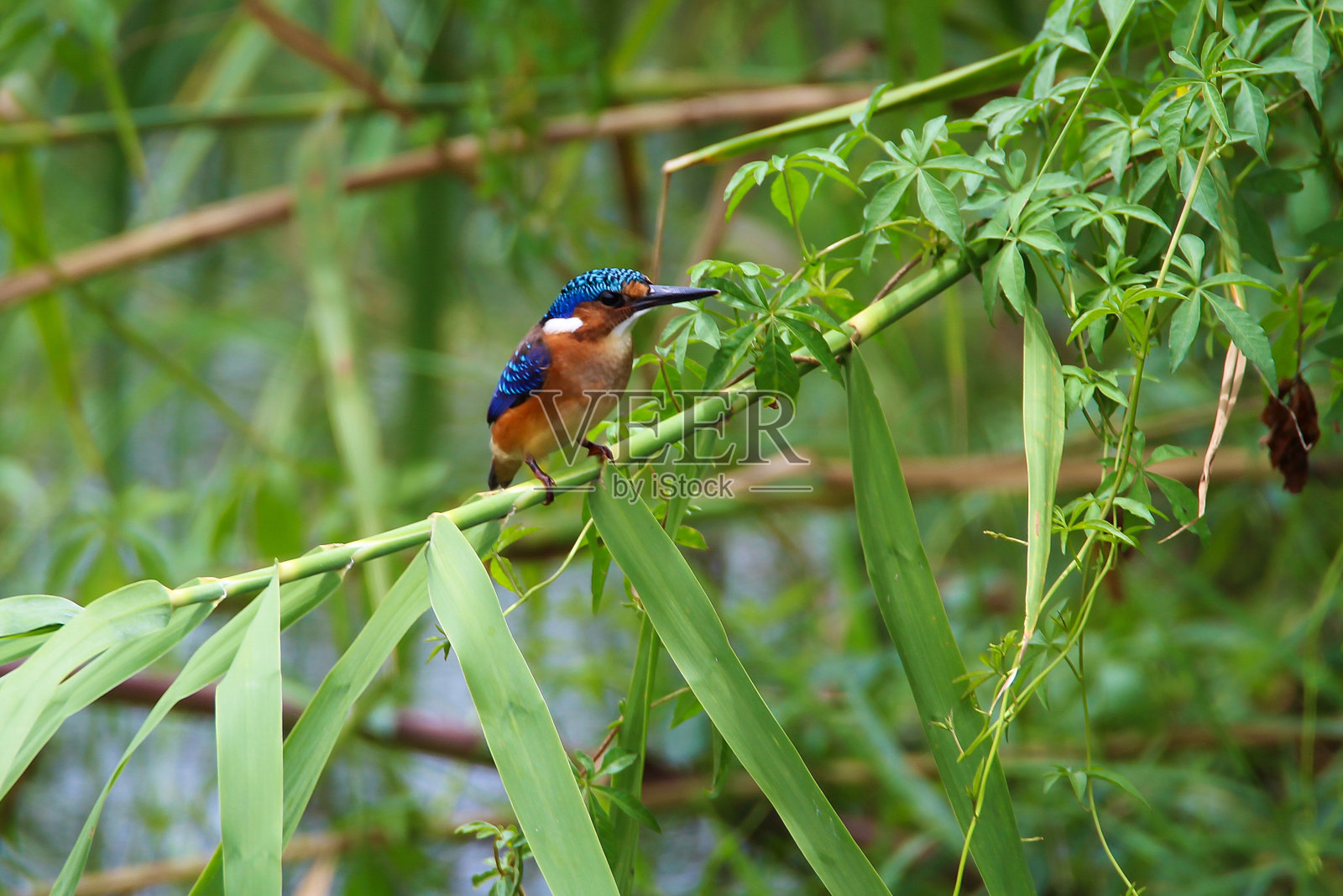 孔雀石翠鸟照片摄影图片