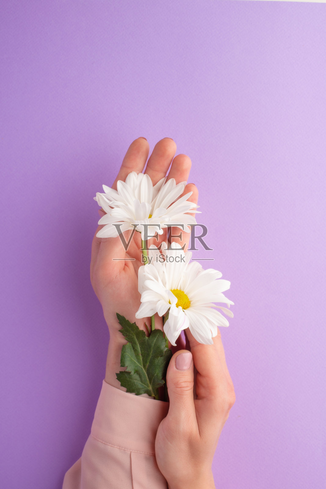 平的。温柔的女性双手与白嫩的花朵。艺术照片，俯视图，垂直照片照片摄影图片