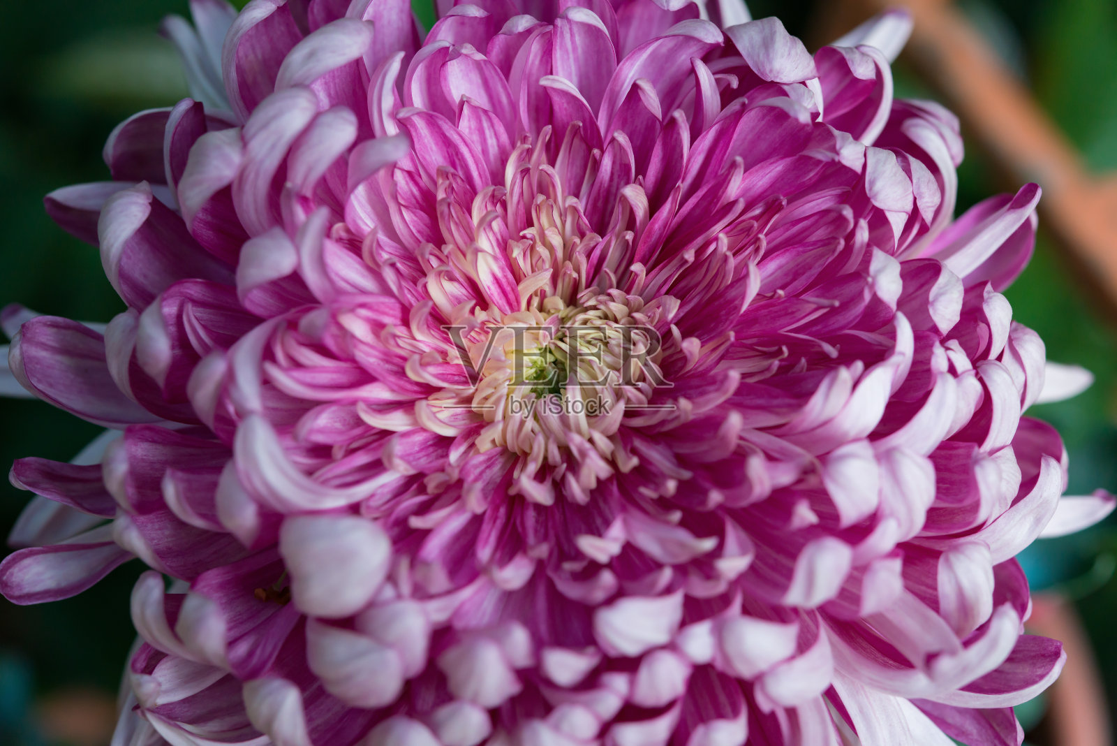 靠近紫丁香菊花的中心照片摄影图片