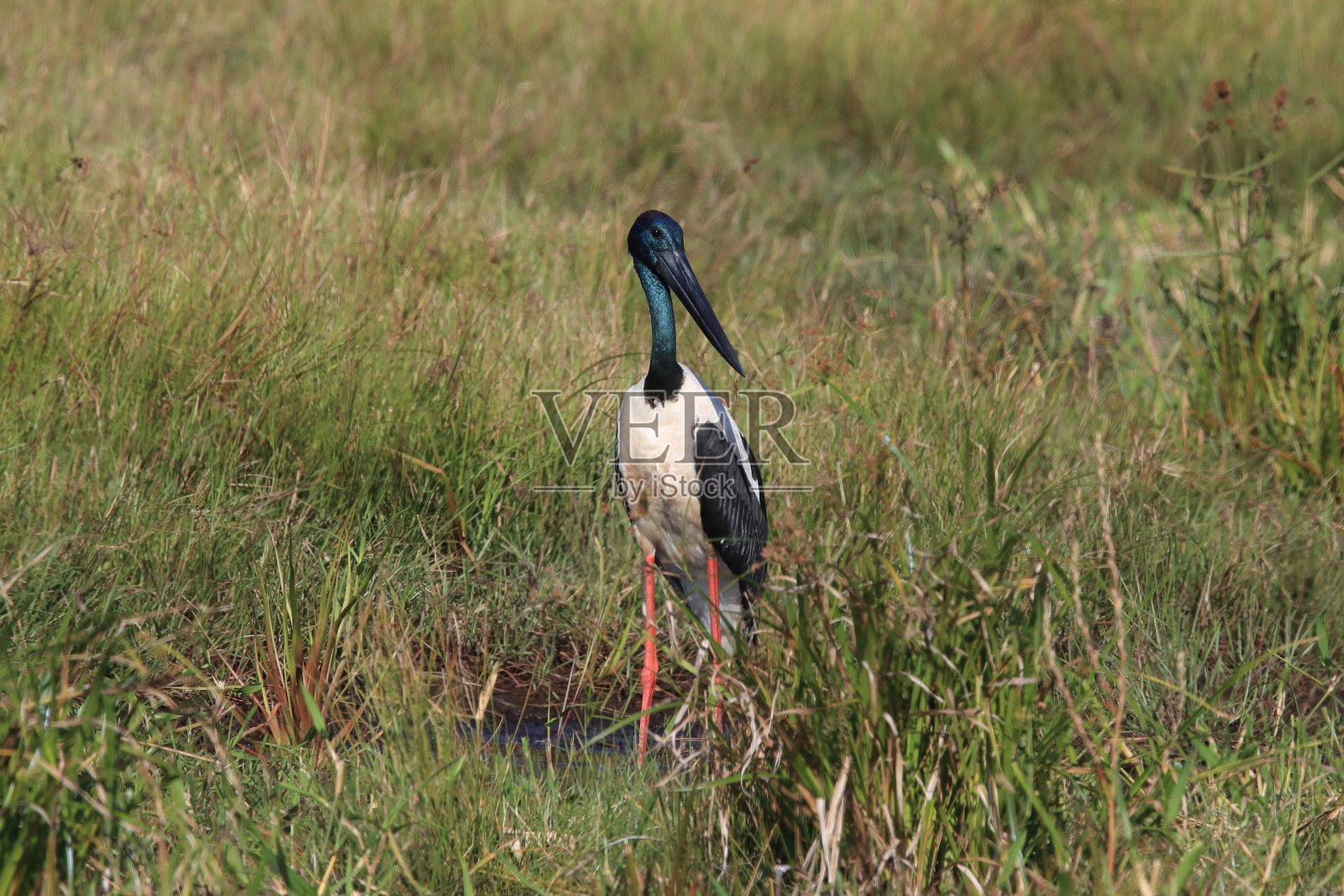 澳大利亚昆士兰黑颈鹤(亚洲斑喙鹳)照片摄影图片