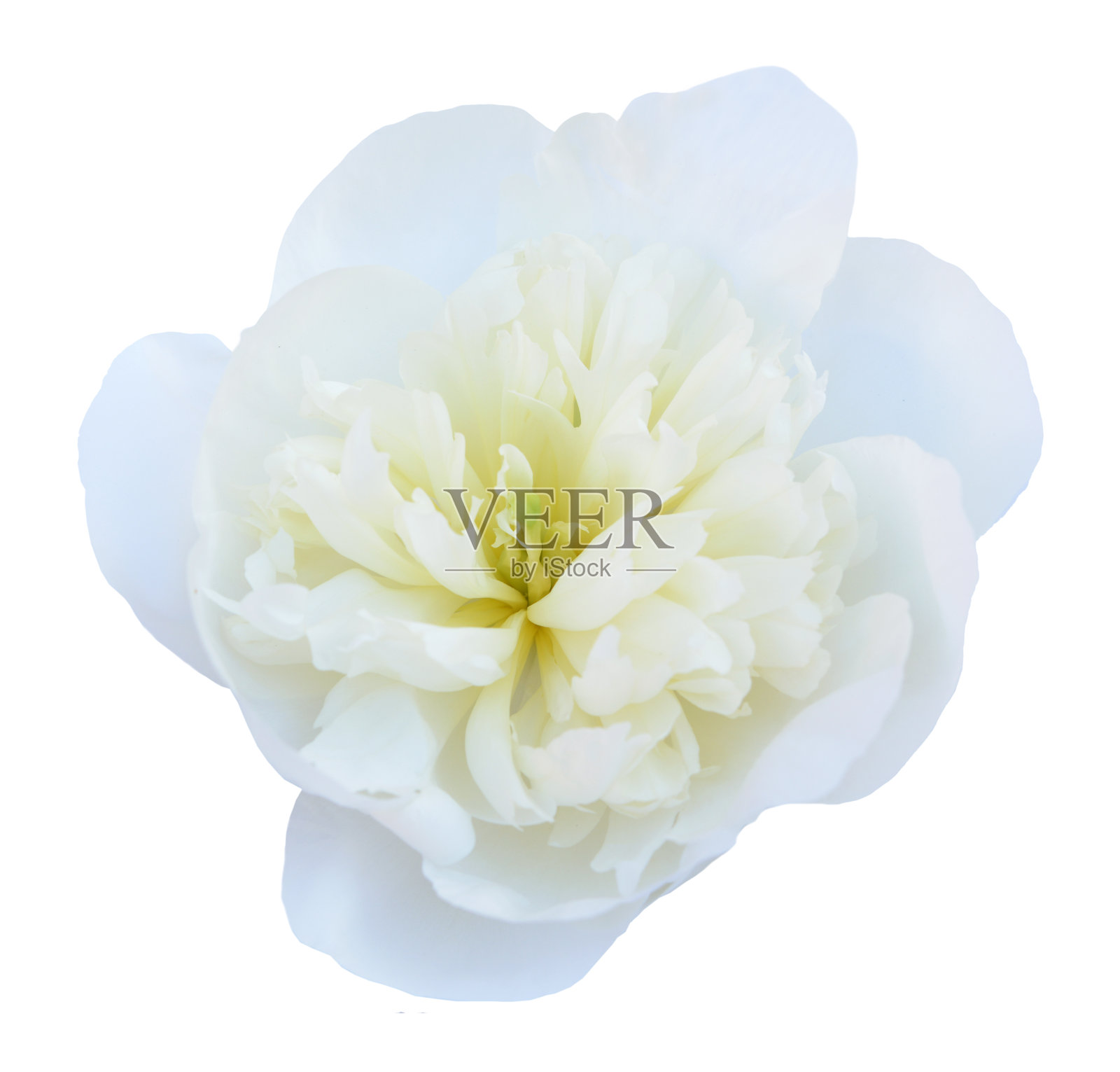 牡丹照片摄影图片