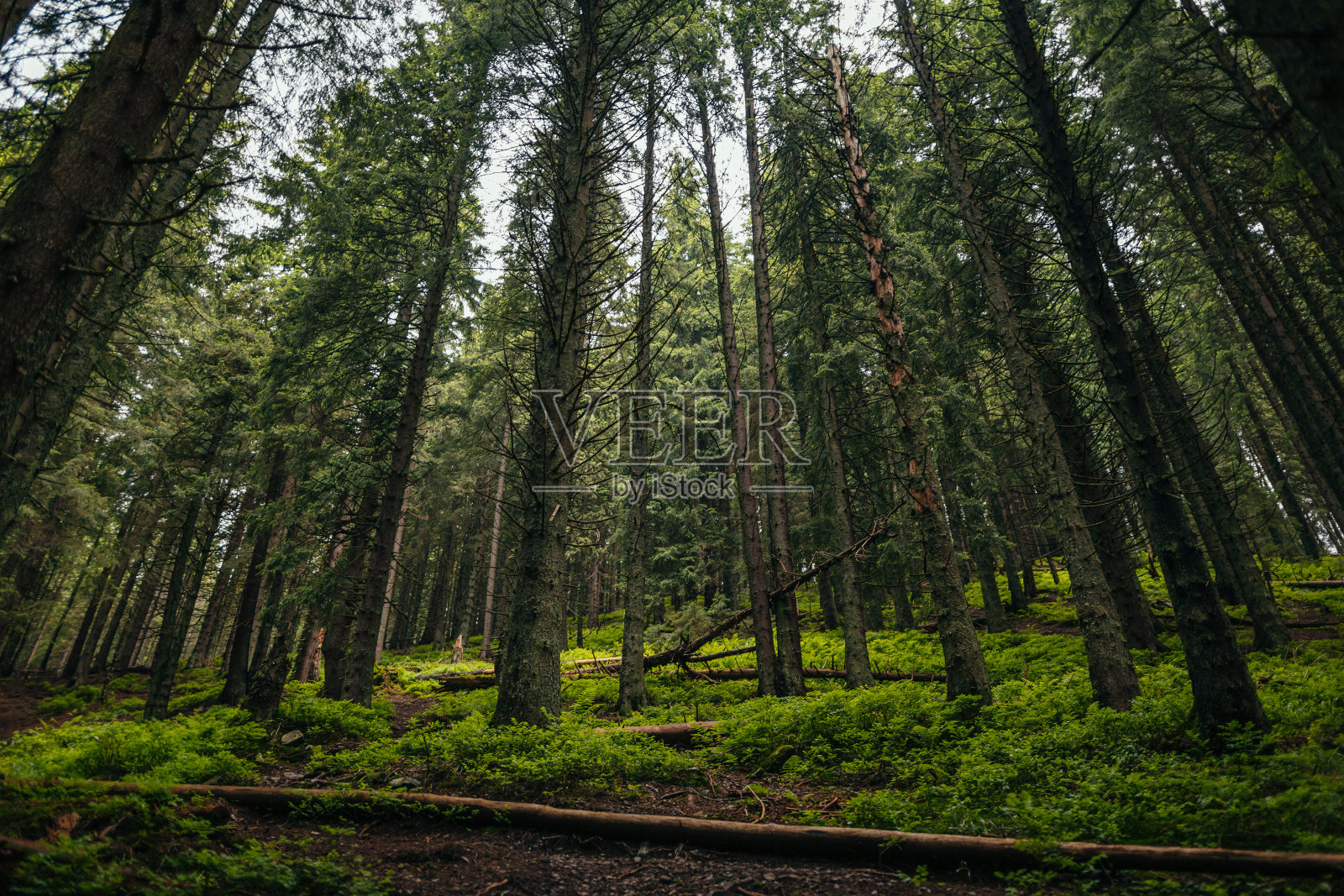 美丽的夏天森林照片摄影图片
