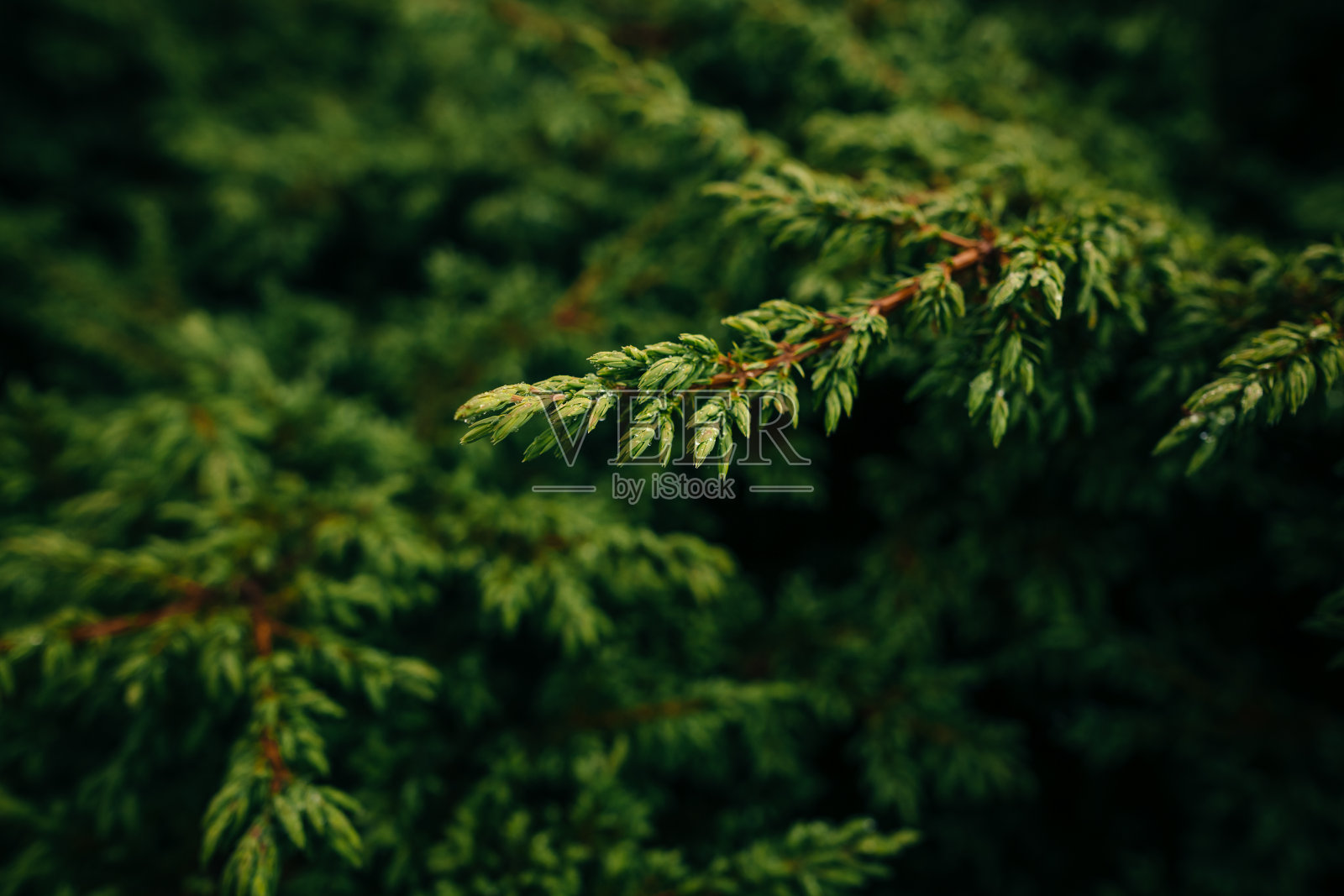 夏天松树枝。新鲜的微距镜头照片摄影图片