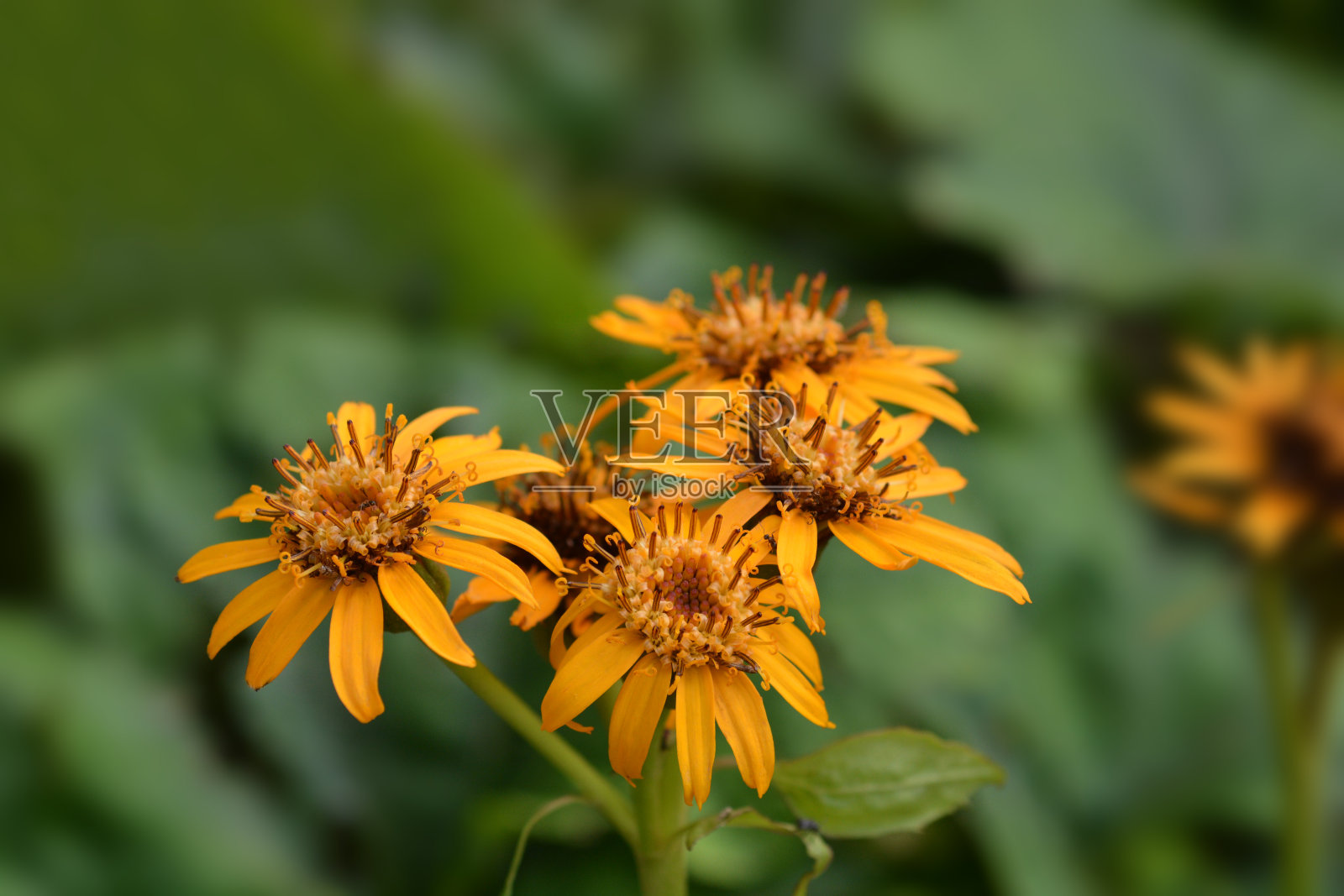 豹的植物照片摄影图片