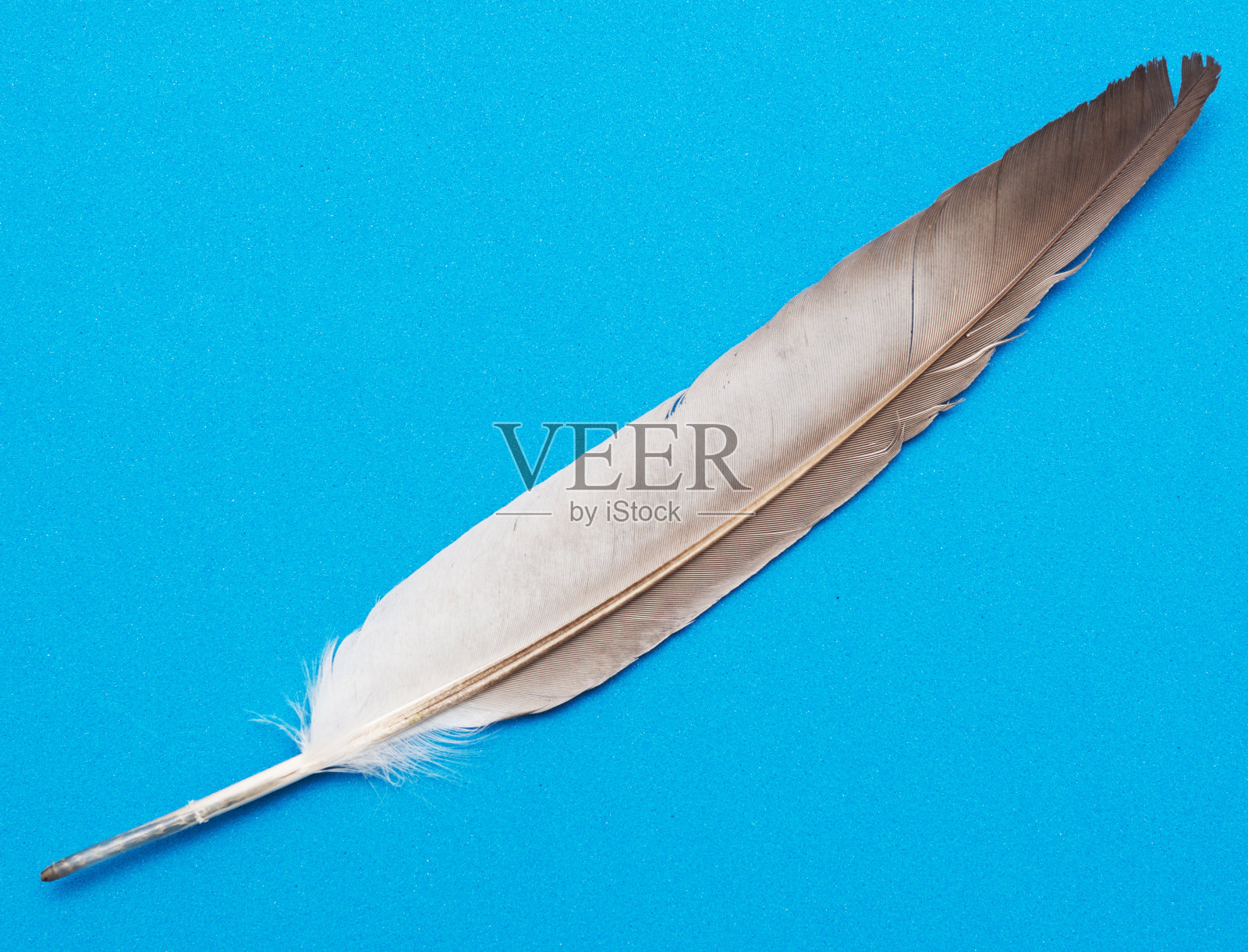 在蓝色的羽毛照片摄影图片