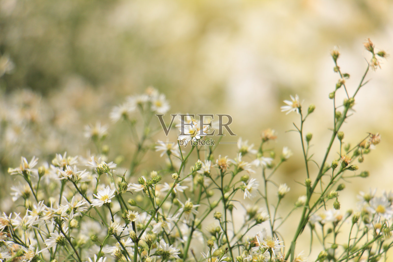菊花茶是一种以菊花为原料的饮料，以菊花为原料制成，在东亚(中国)最受欢迎。照片摄影图片