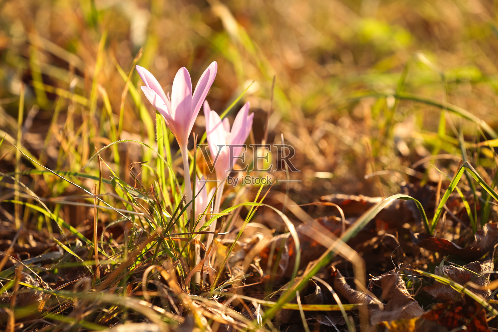 秋番红花紫花背景照片摄影图片