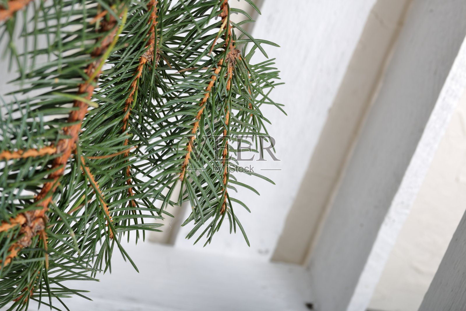 在涂成白色的木板背景上的一根蓝色云杉的树枝。绿色和白色的寒假。照片摄影图片