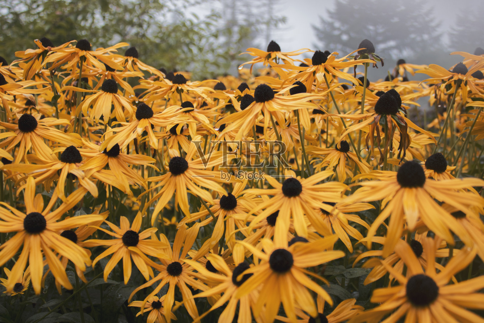 黛西照片摄影图片