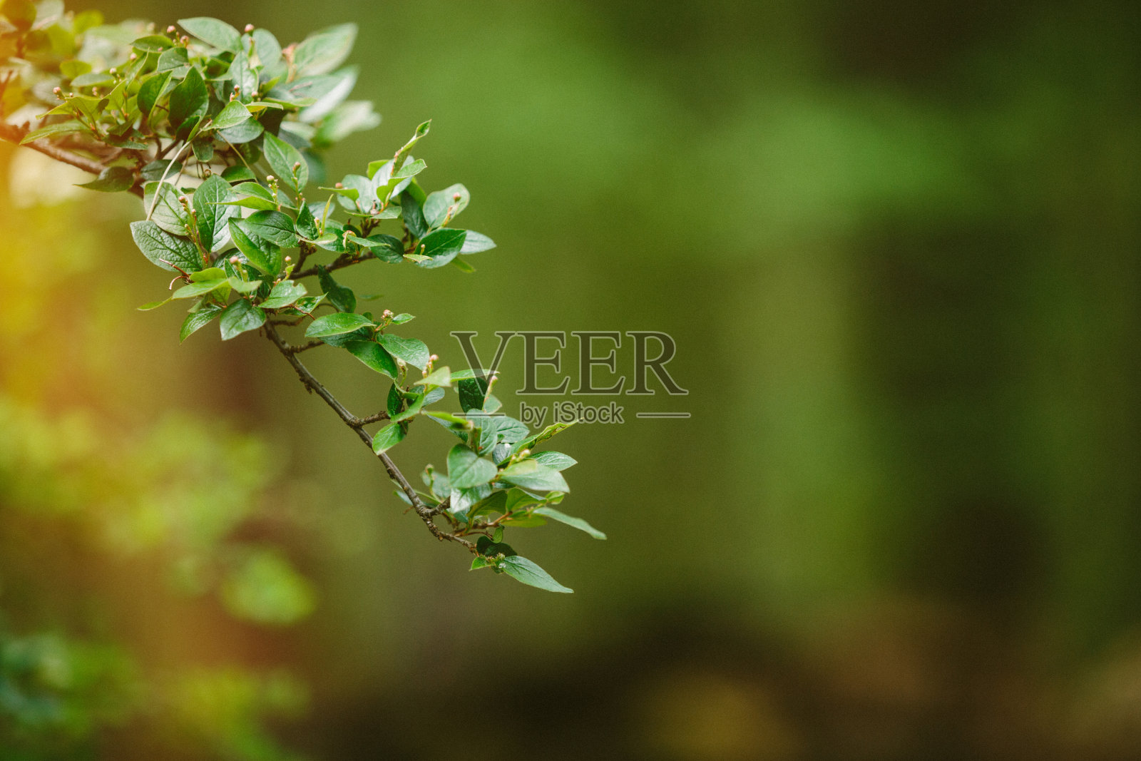 雨后的清晨，水滴在绿叶上照片摄影图片
