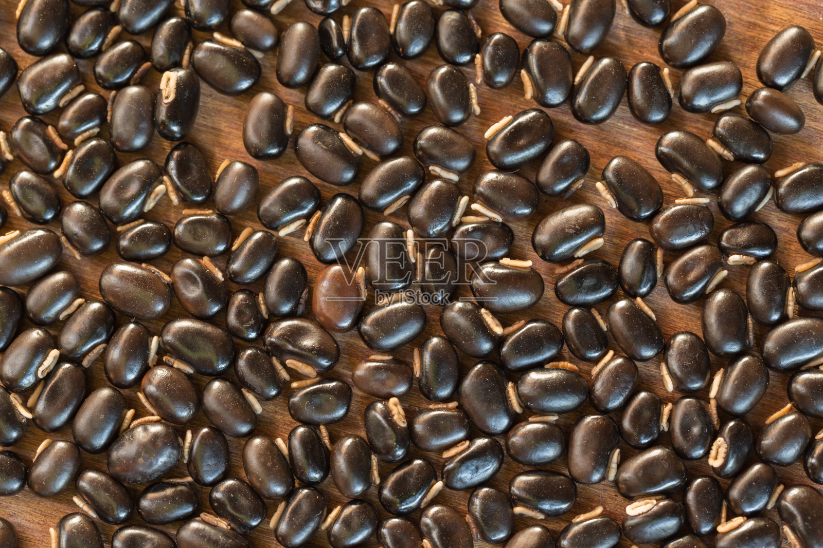 荨麻褐色豆荚(麻藤)照片摄影图片