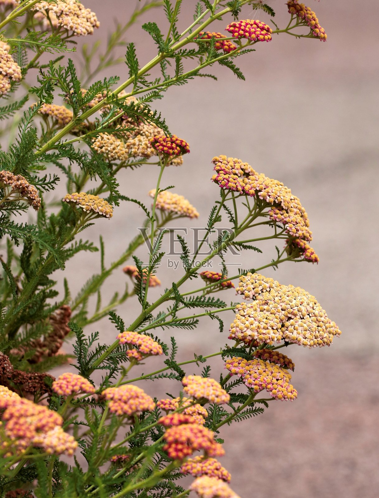 公园里的野花照片摄影图片