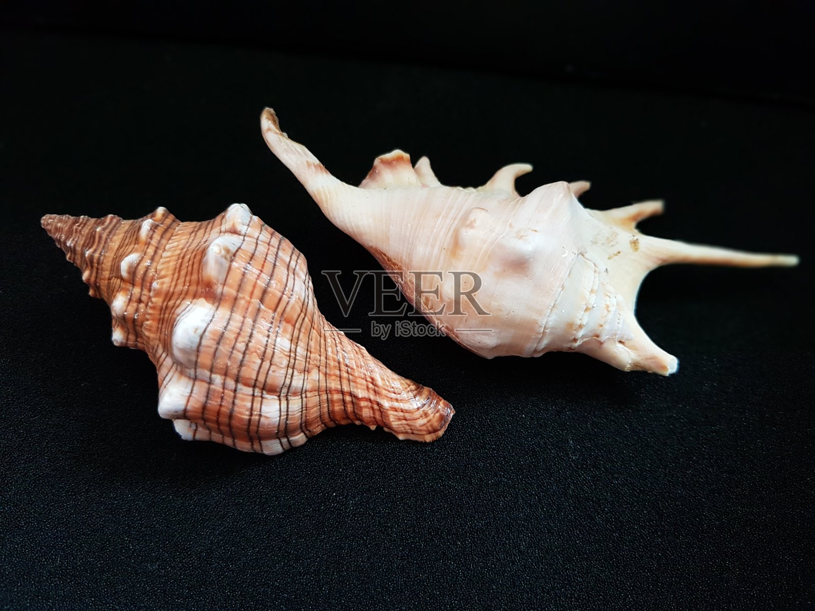 两个中等大小的贝壳，白色，粉红色和紫色，在黑色的背景。照片摄影图片