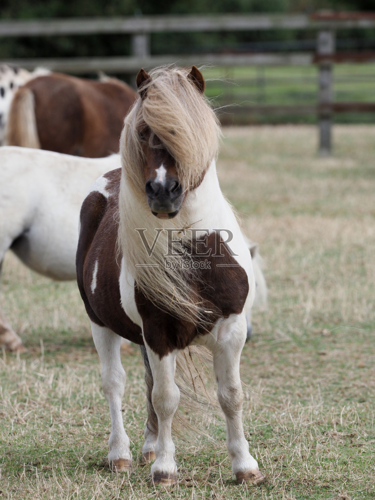 设得兰马照片摄影图片