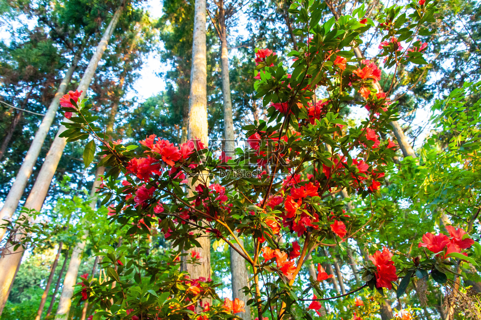 森林下盛开着红花照片摄影图片
