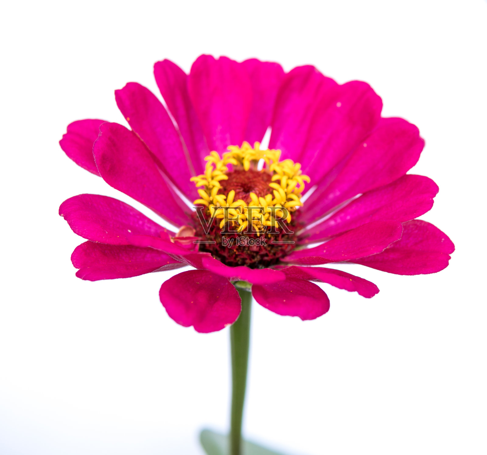 紫菀多年生开花植物照片摄影图片