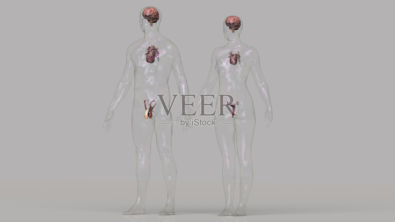 脑、心、生殖器的爱情总结，男女身体3d渲染照片摄影图片