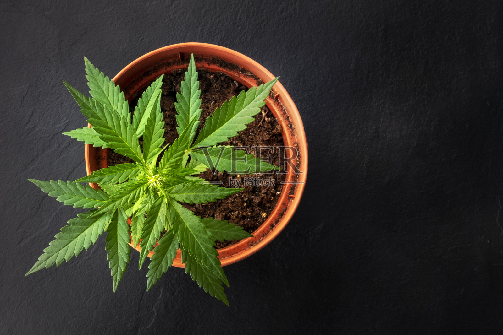 在家种植大麻。盆栽中的一株雌性大麻，在拷贝空间的黑色背景上从上方拍摄照片摄影图片