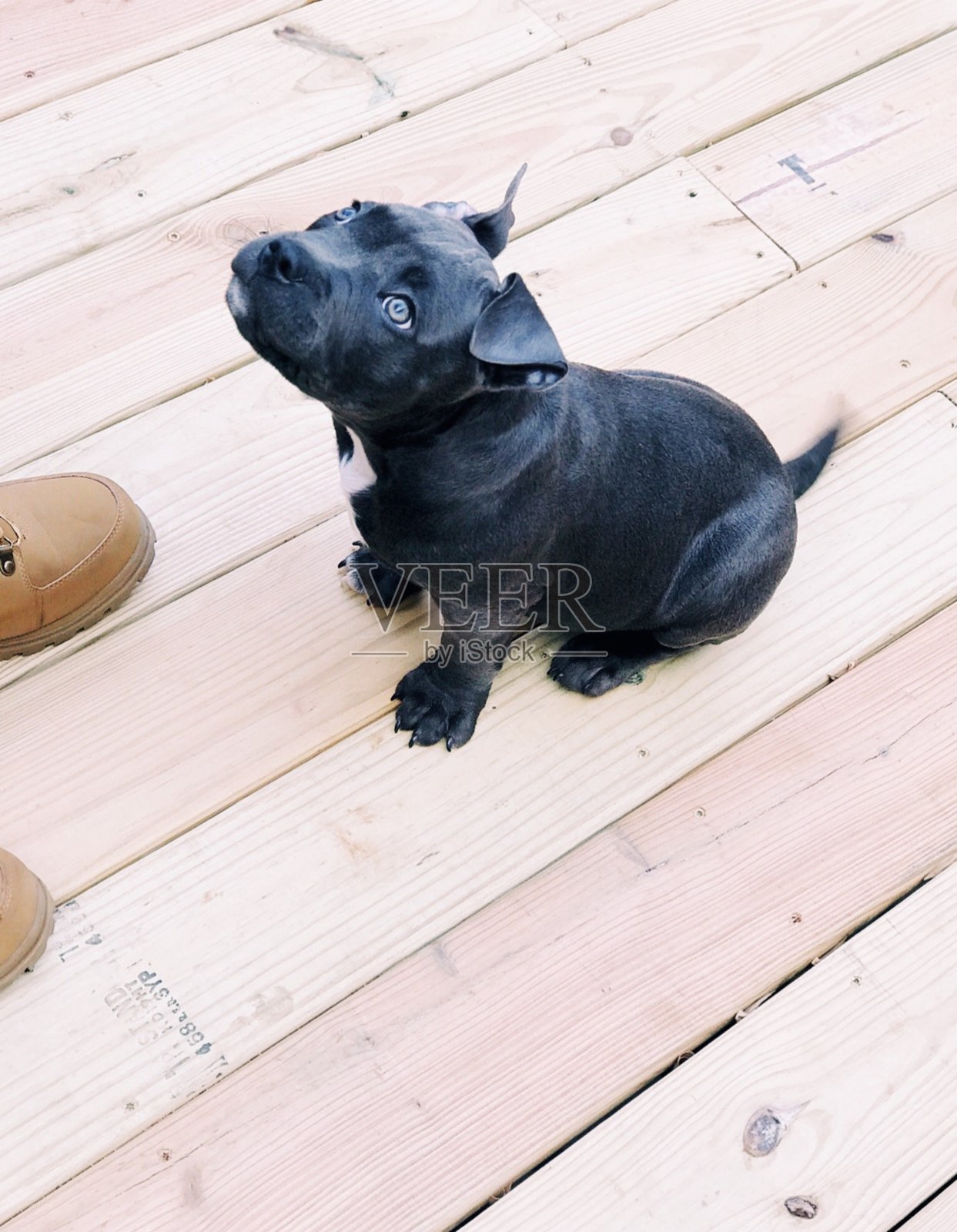 灰色斗牛犬狗看着主人照片摄影图片