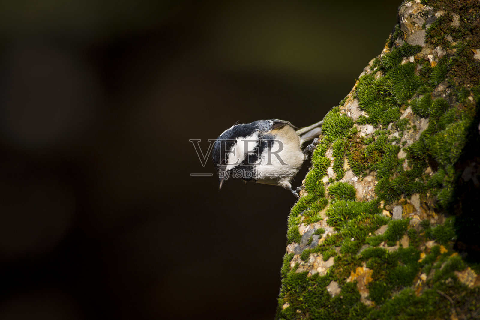可爱的小鸟。自然背景。公园、花园森林鸟类:煤山雀。照片摄影图片