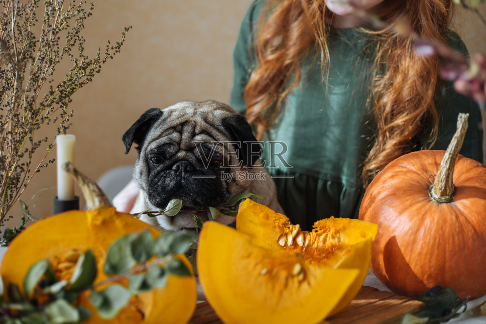 女孩和哈巴狗在一起看南瓜照片摄影图片