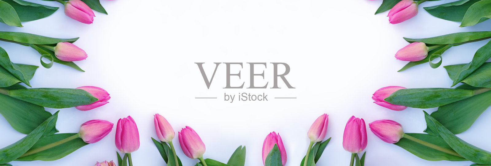 白色的旗帜上插着粉红色的郁金香照片摄影图片