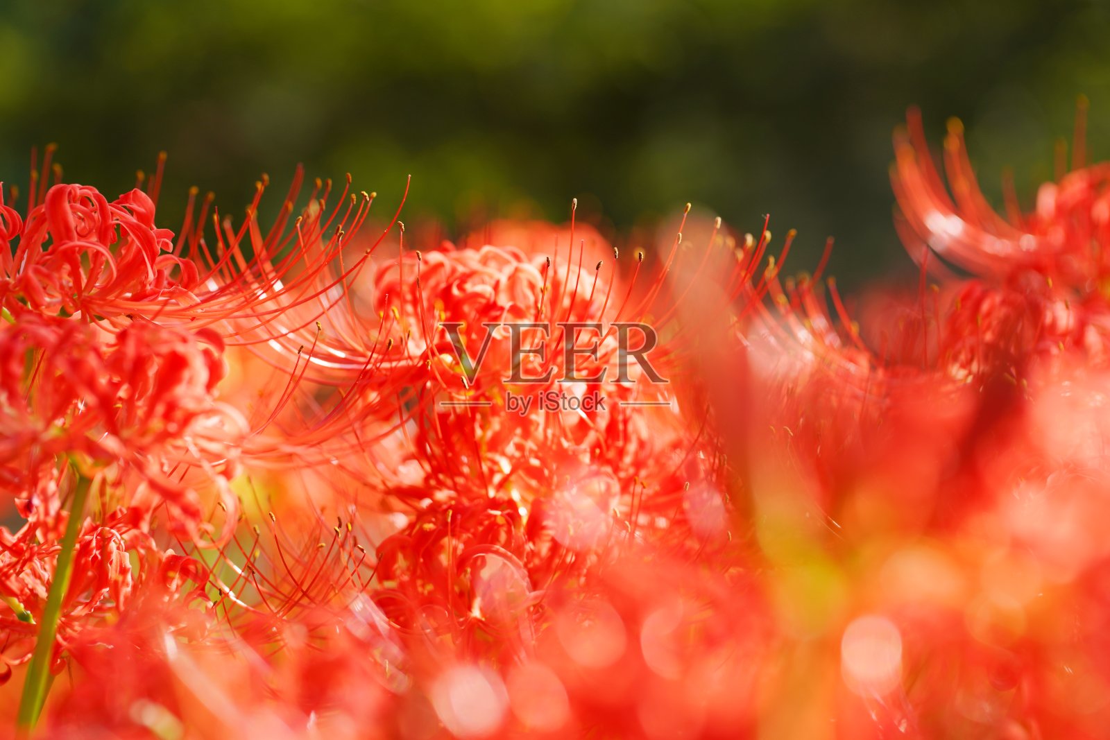 埼玉县金查田的红色簇金秋花照片摄影图片