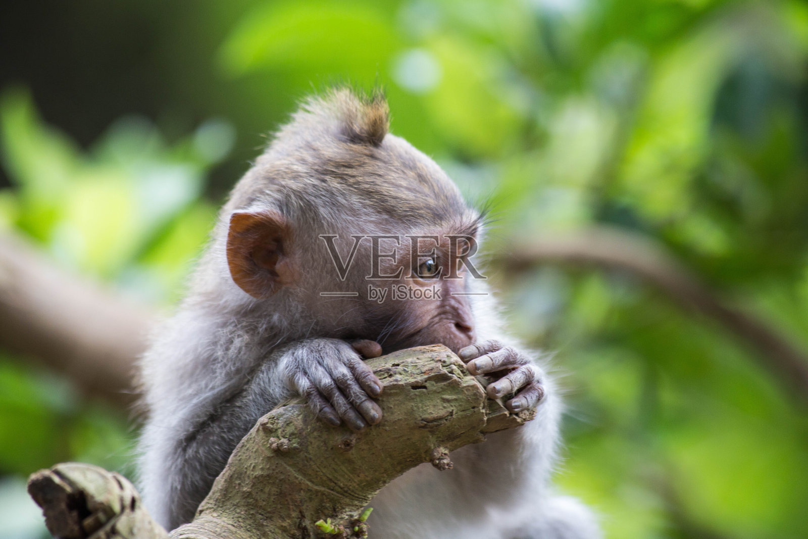 可爱又害羞的小猴子在绿叶茂盛的丛林里，是野生动物照片摄影图片