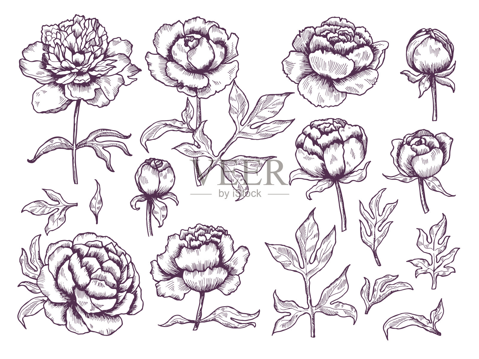 牡丹涂鸦。叶和芽花卉图片植物矢量手绘收集插画图片素材