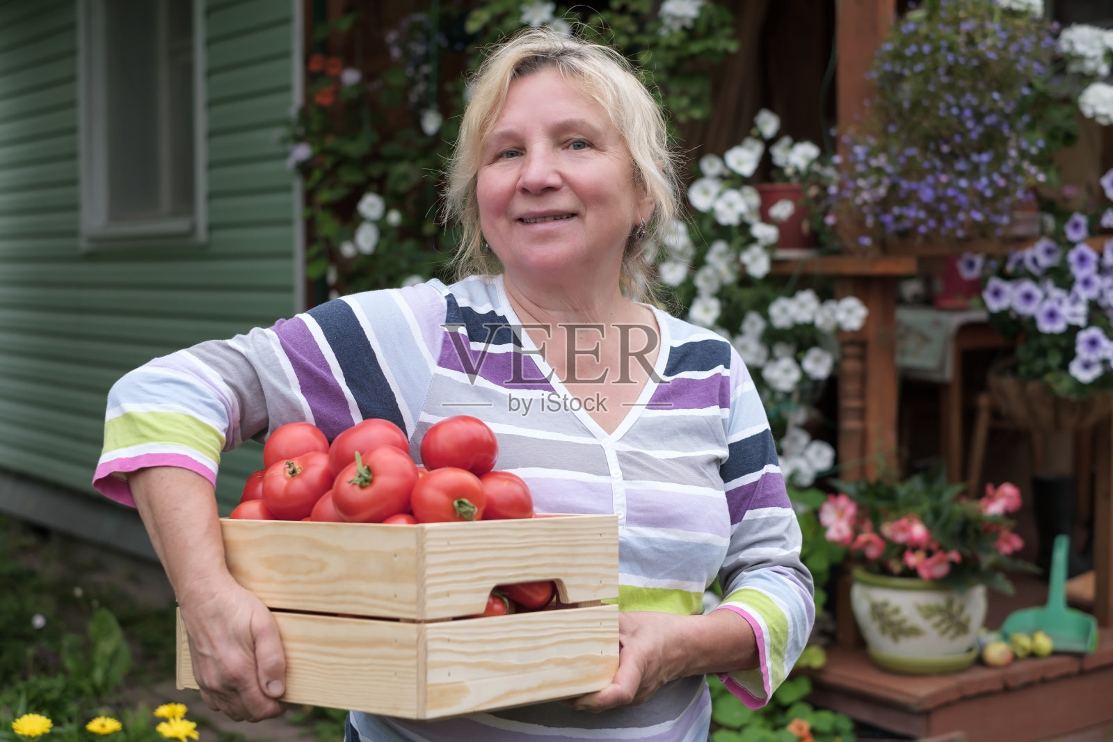 拿着一盒番茄的白人老女人照片摄影图片