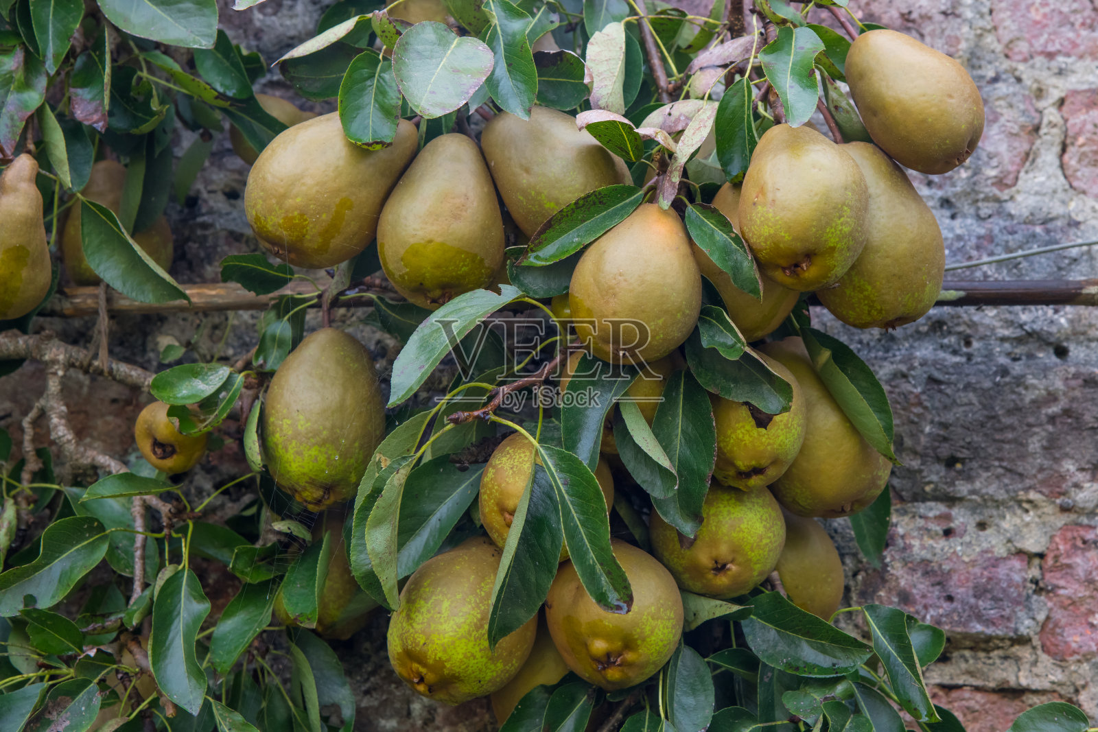 一棵结满果实的梨树照片摄影图片