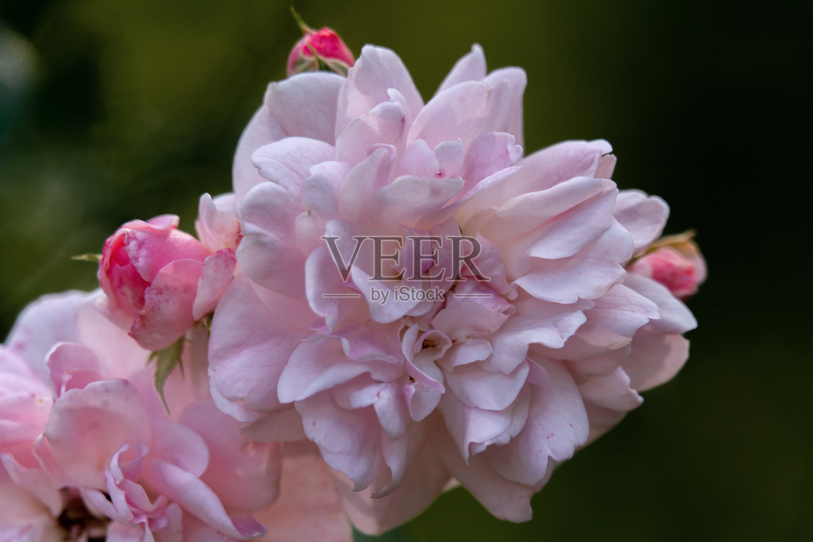 一个单一的粉红色和白色的蔷薇头在明亮的阳光详细的特写照片摄影图片