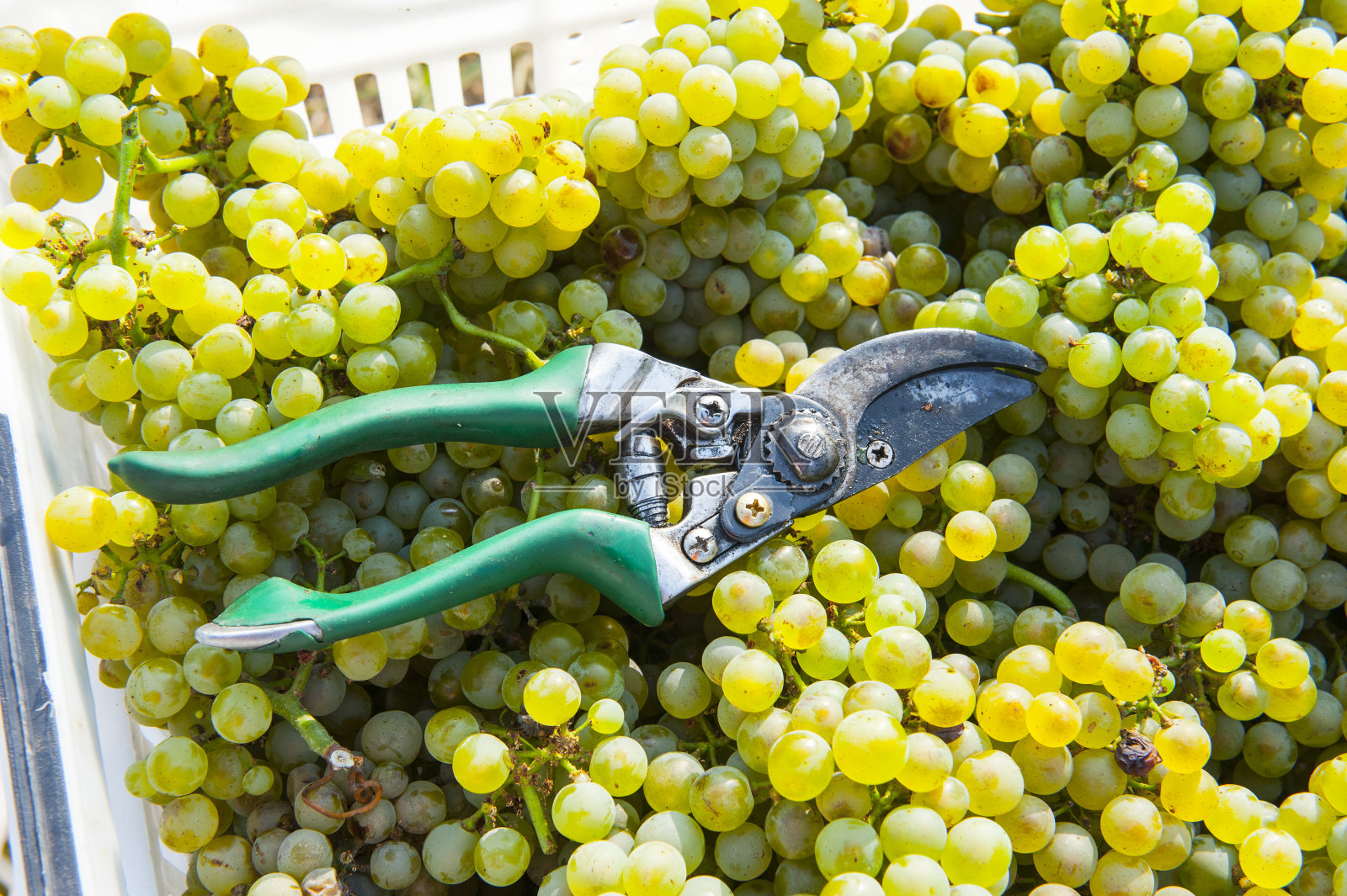 修枝剪葡萄上照片摄影图片