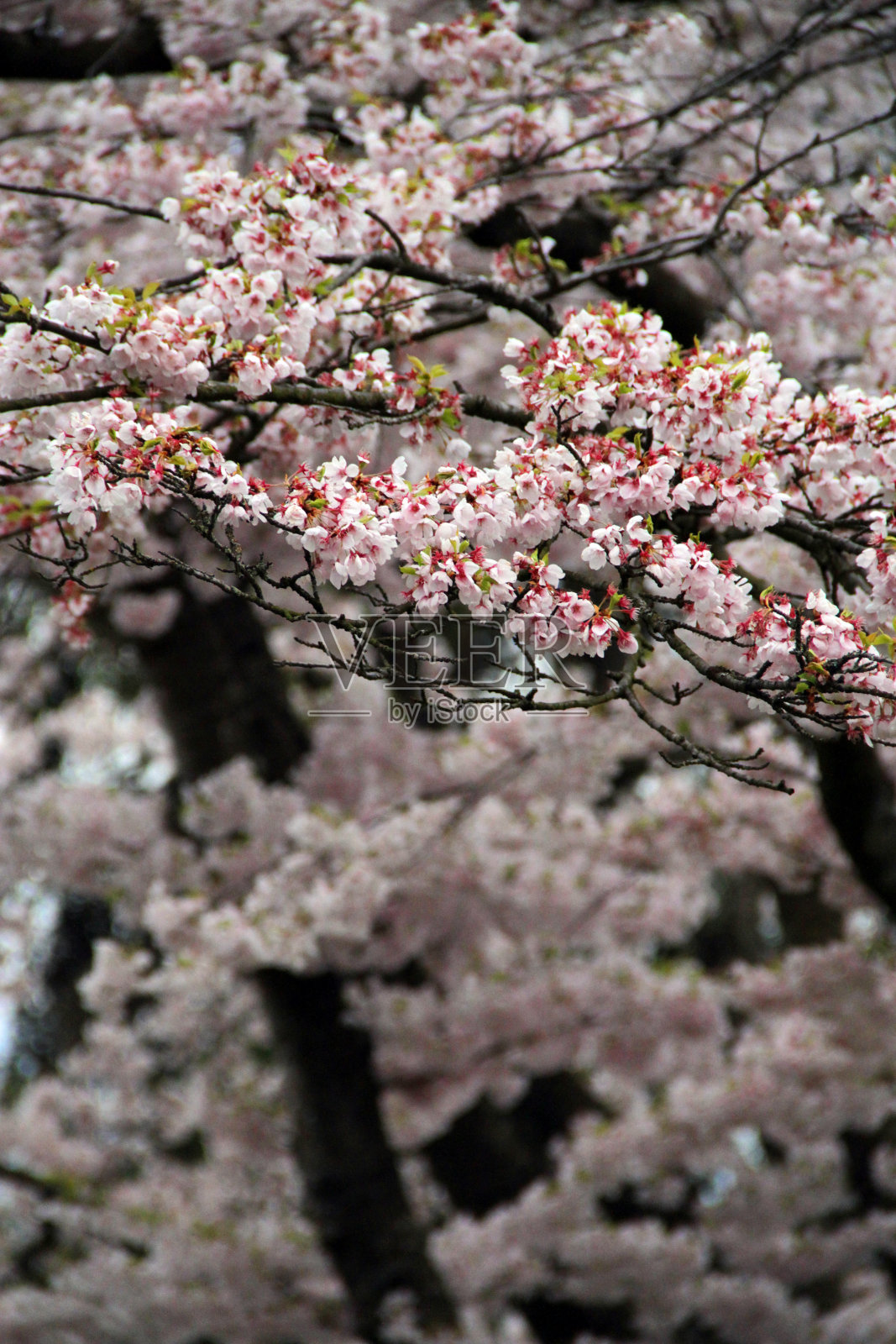 精细的花纹深度照片摄影图片