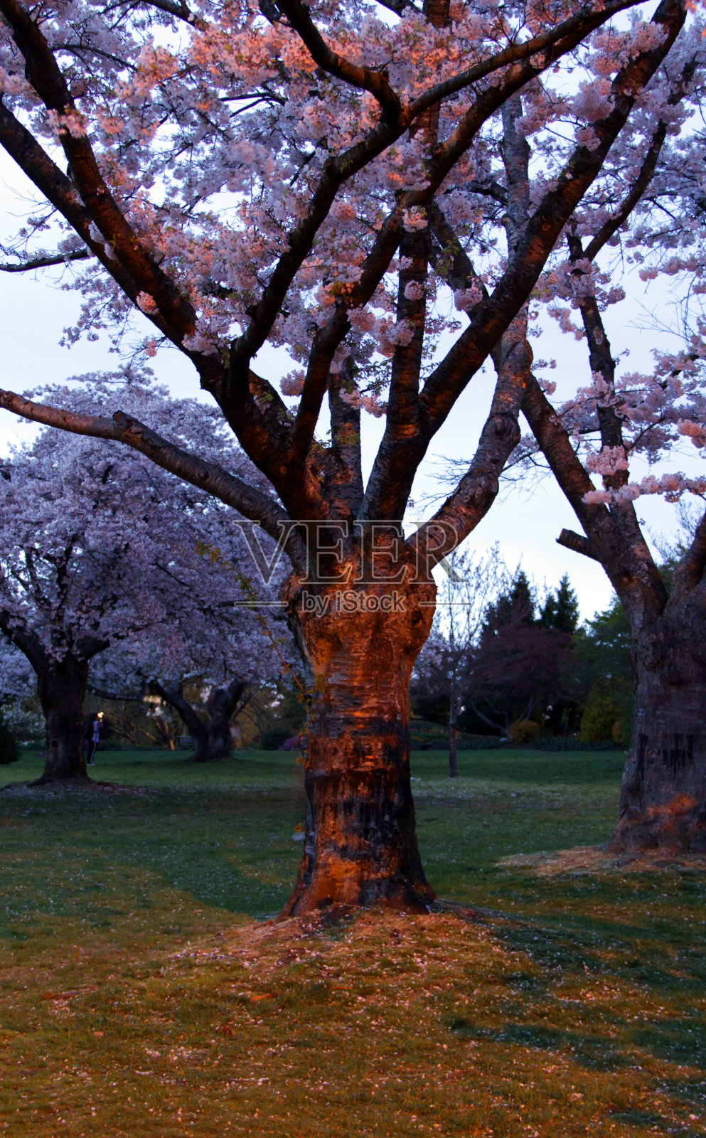 的树照片摄影图片