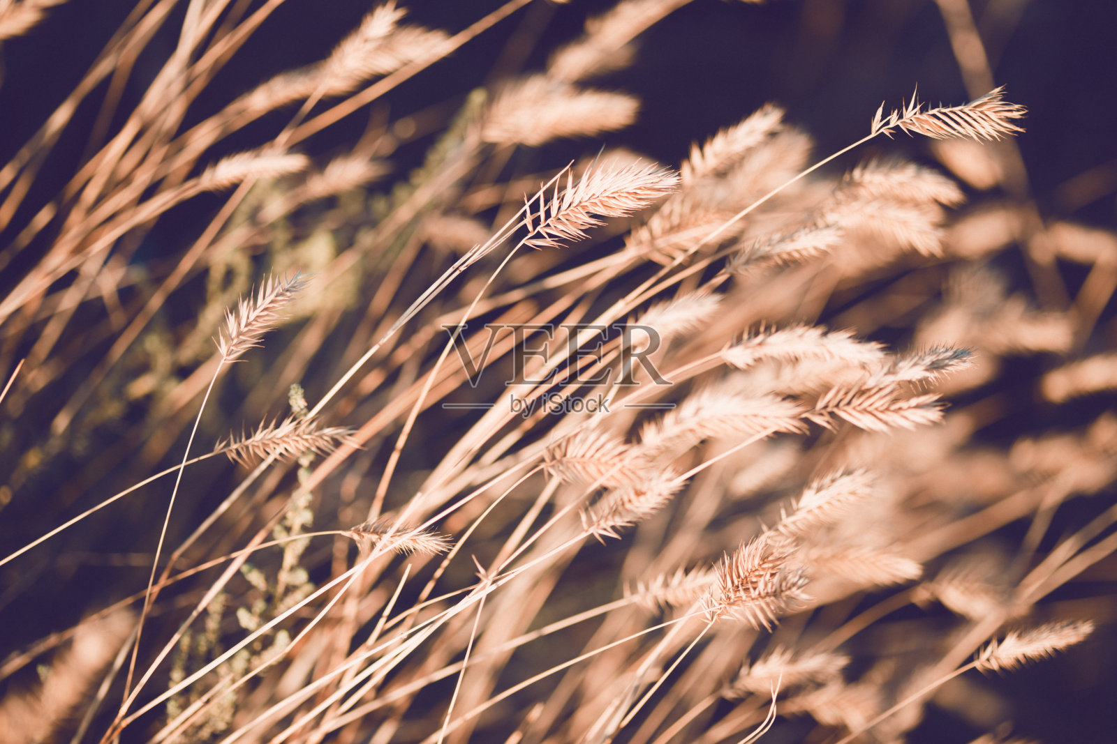 摘要傍晚用草在田野里拍摄照片摄影图片